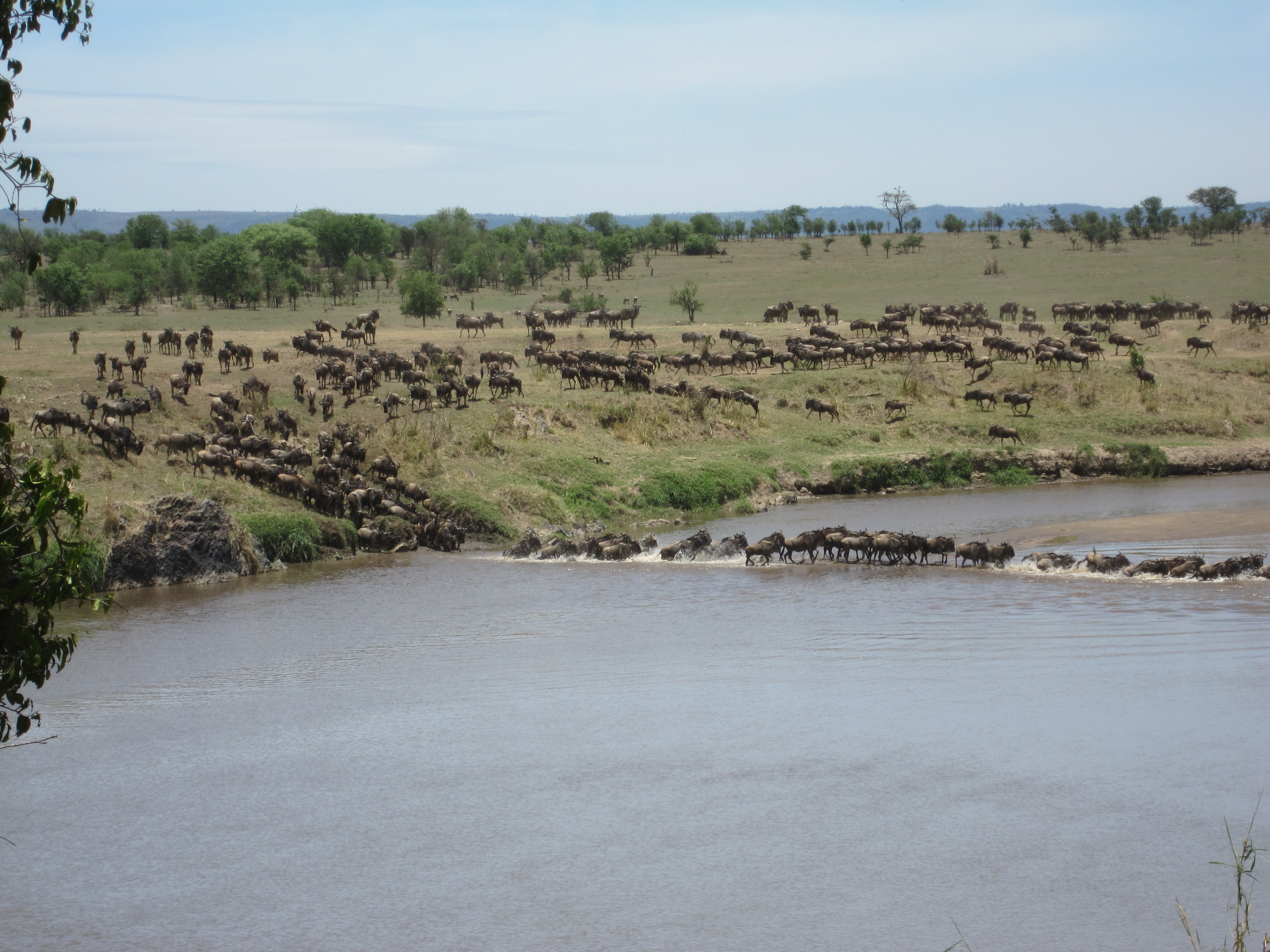 Wildebeest as far as they eye can see